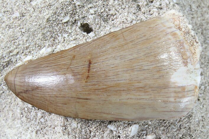 Mosasaurus Tooth In Rock - Beautiful Tooth #85681